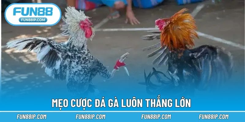 Mẹo cược đá gà luôn thắng lớn 