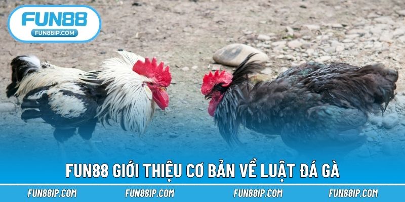 FUN88 giới thiệu cơ bản về luật đá gà